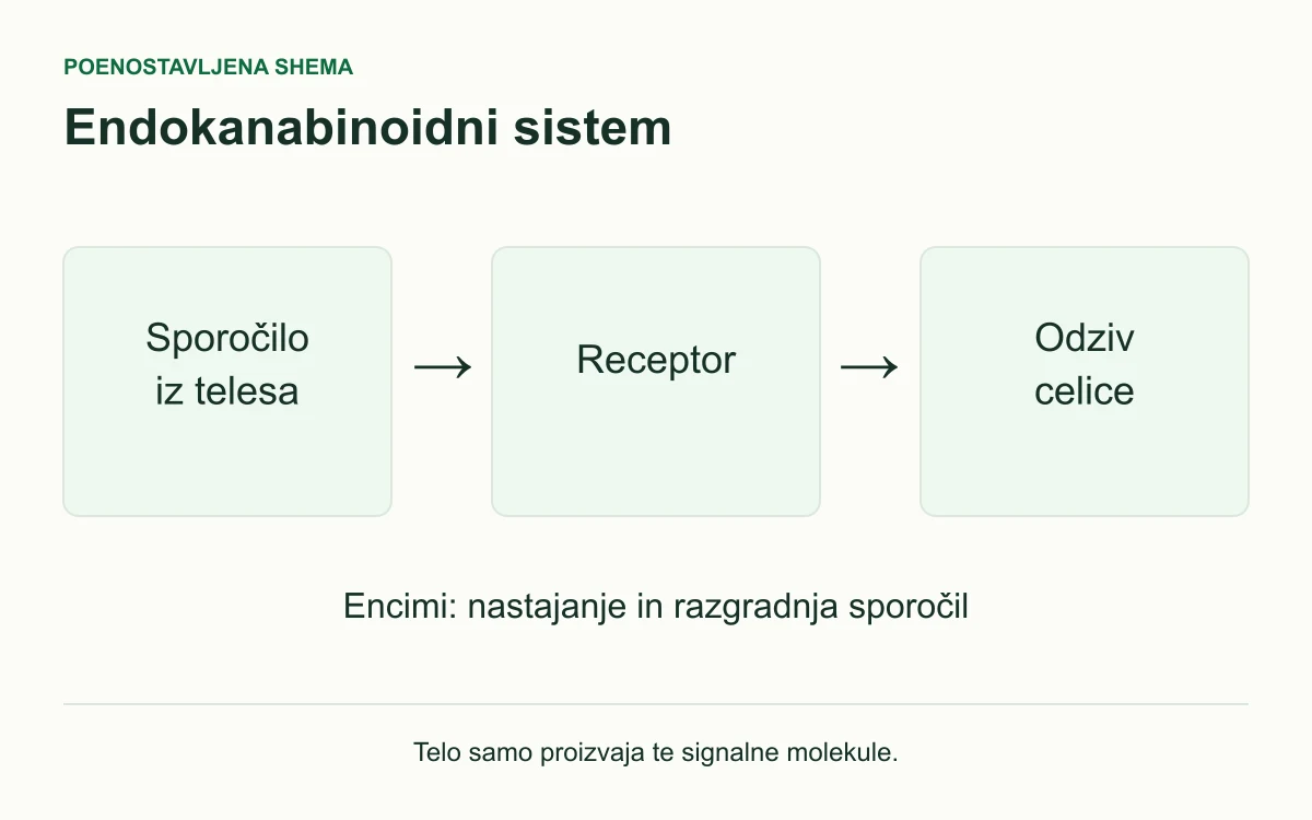 Shema: sporočilo iz telesa, receptor in odziv celice; encimi sodelujejo pri nastajanju in razgradnji sporočil.